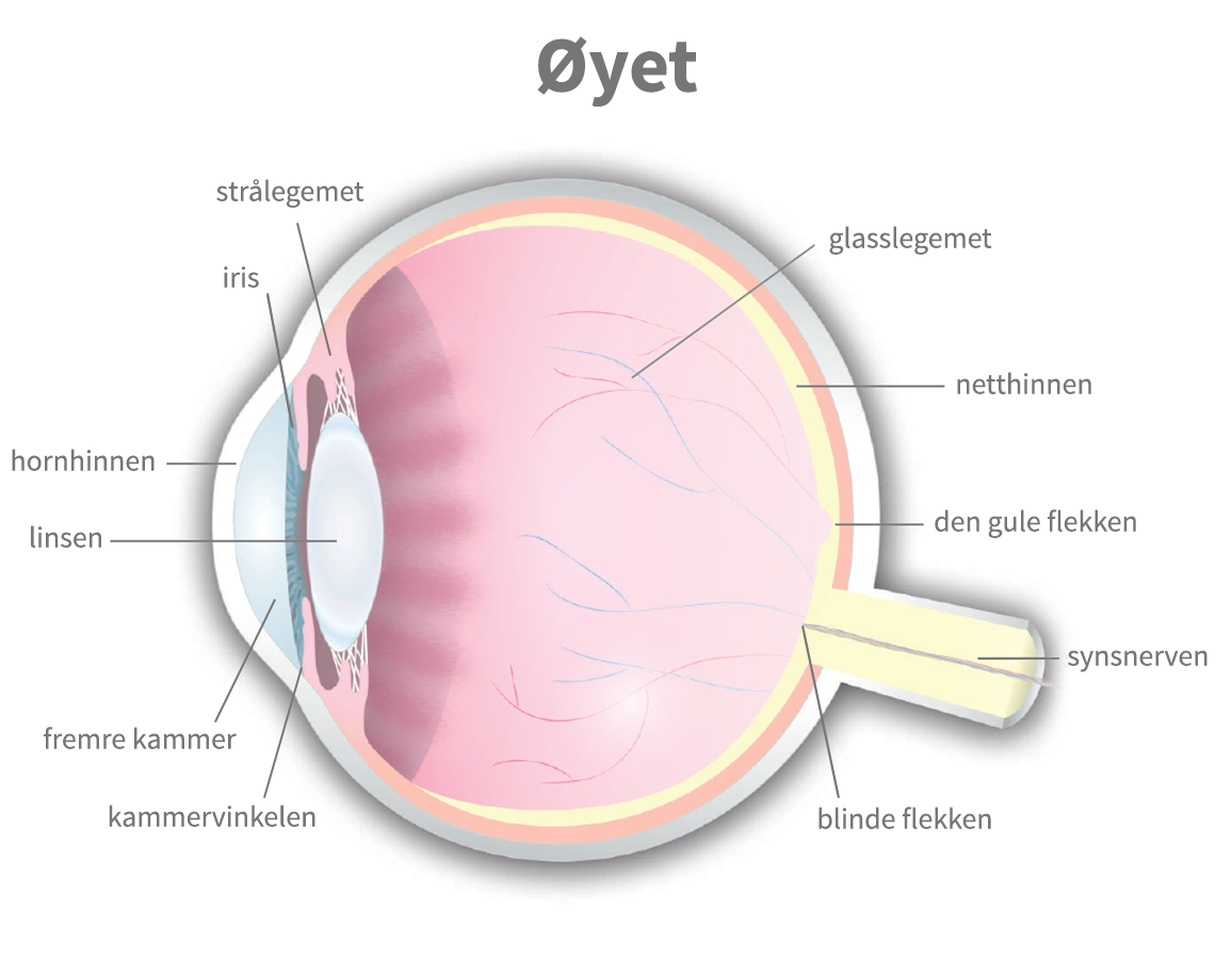 Øyets anatomi